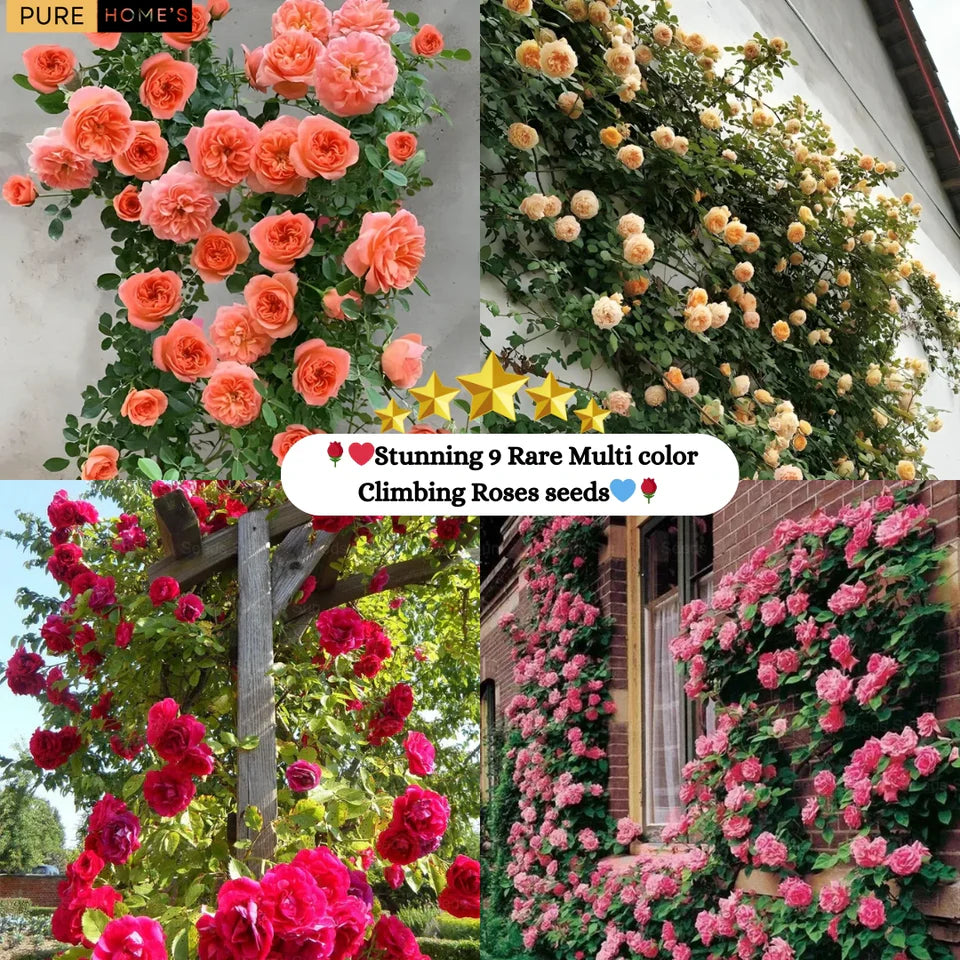 🌹 Elegant Climbing Rose Flower Seeds- 9 Rare and Breathtaking Colors Seeds (IMPORTED)